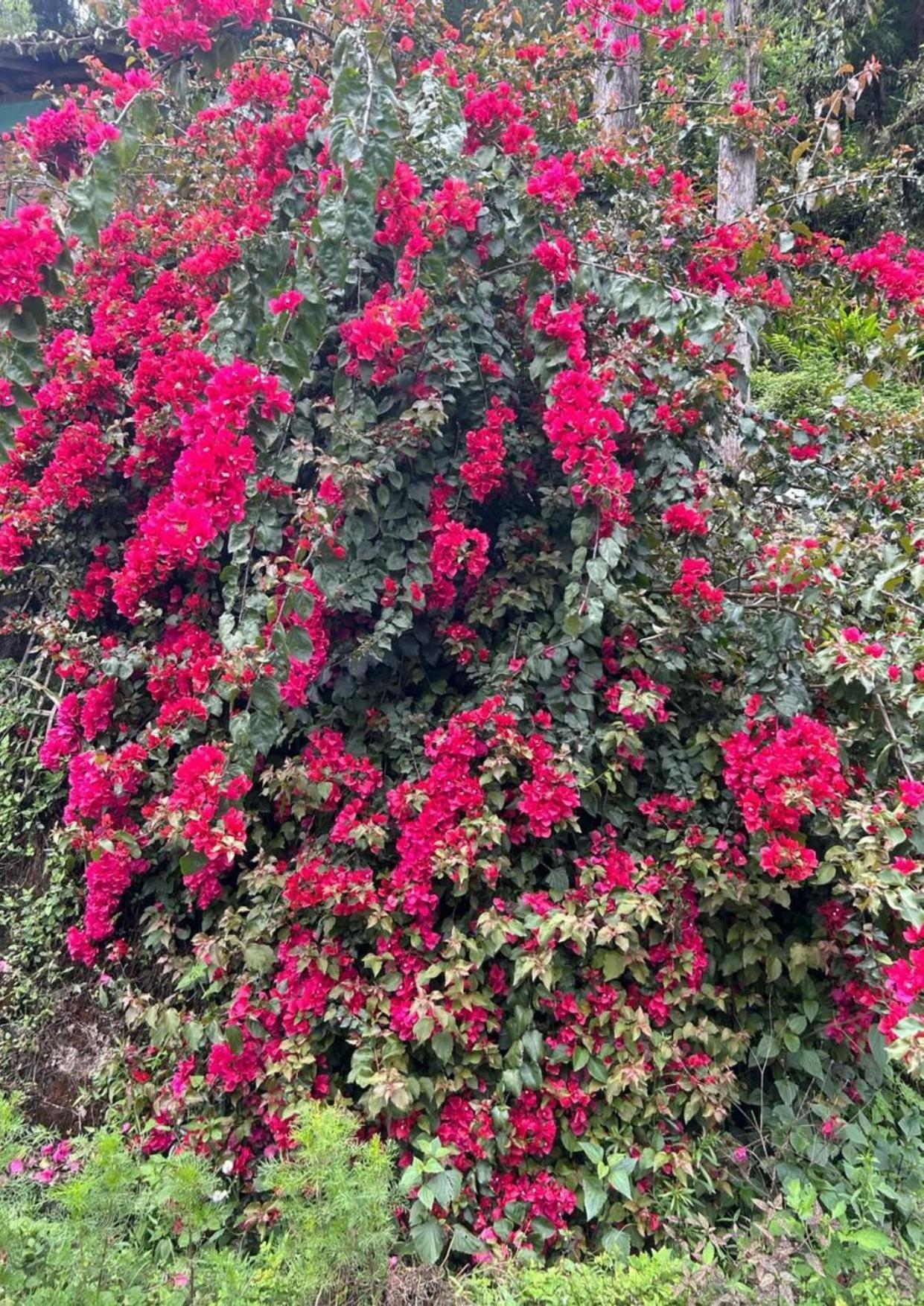 Silk Route Lingtam Resort Bagian luar foto